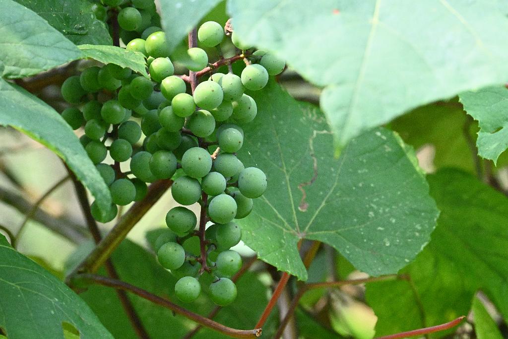 2025-08049972 Broad Meadow Brook, MA.JPG - Wild Grapes. Broad Meadow Brook Wildlife Sanctuary, MA, 8-4-2025